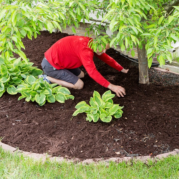 mulch installation can enhance the aesthetic appeal of your garden by providing a clean and polished look